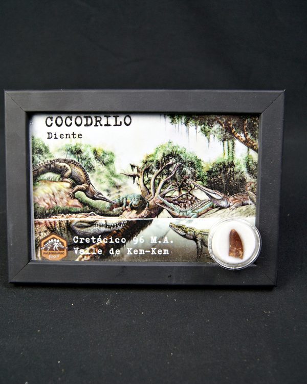 Diente de Elosuchus cherifensis