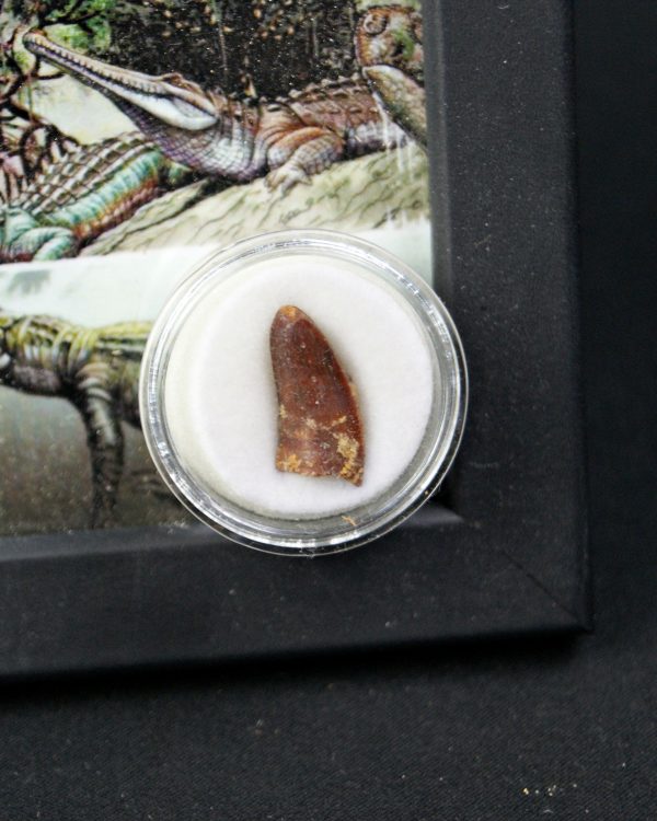 Diente de Elosuchus cherifensis