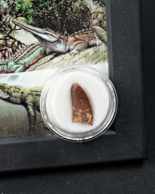 Diente de Elosuchus cherifensis