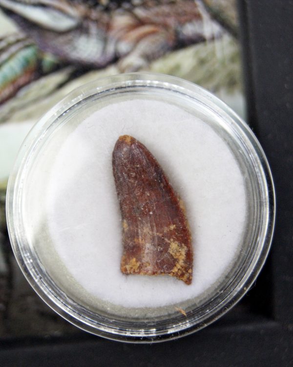 Diente de Elosuchus cherifensis