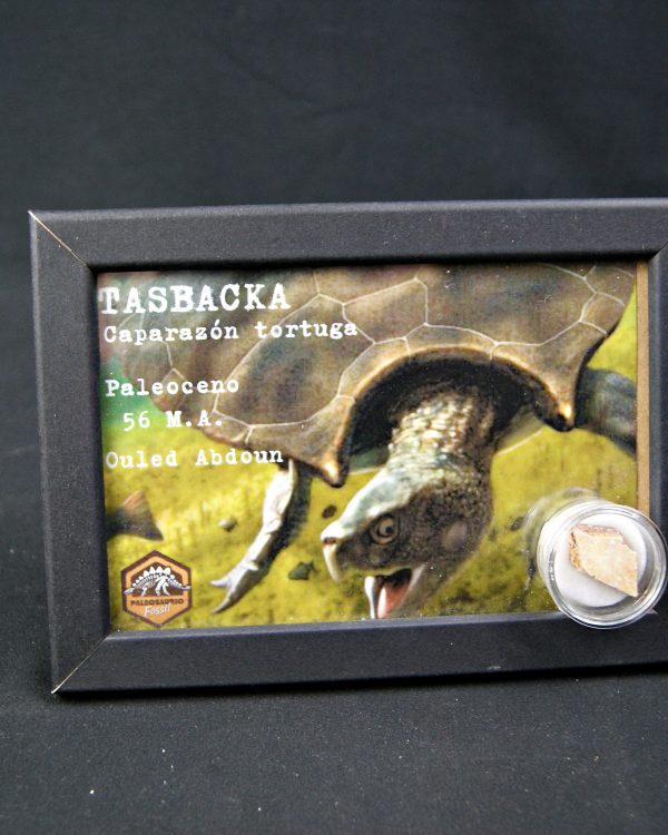 SONY DSC Caparazón de tortuga (Tasbacka sp.)