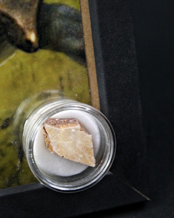 SONY DSC Caparazón de tortuga (Tasbacka sp.)