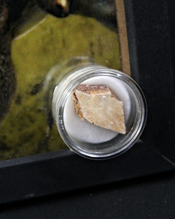 SONY DSC Caparazón de tortuga (Tasbacka sp.)