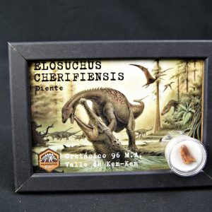 Diente de Elosuchus cherifensis