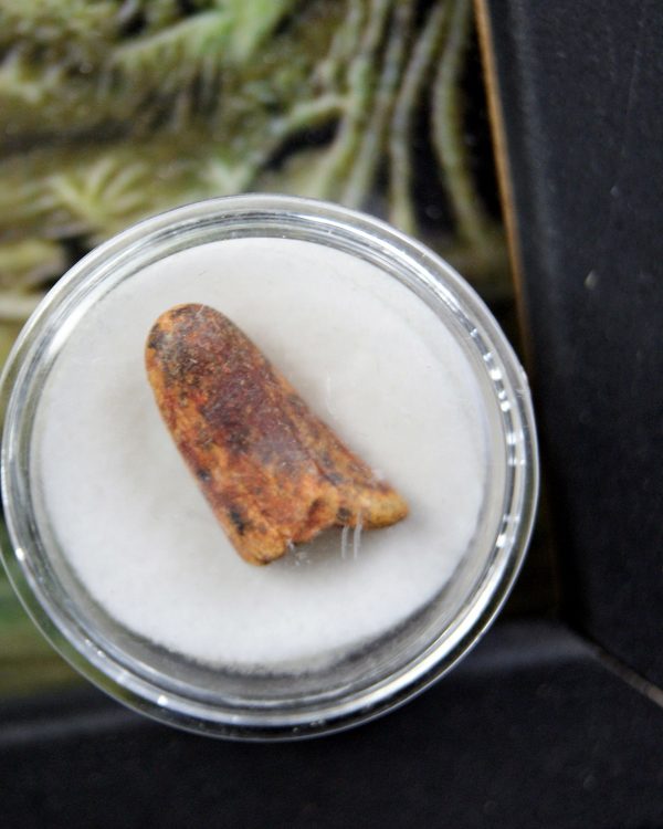 Diente de Elosuchus cherifensis