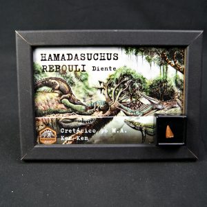 Diente de Hamadasuchus rebouli