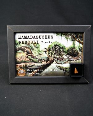 SONY DSC Diente de Hamadasuchus rebouli