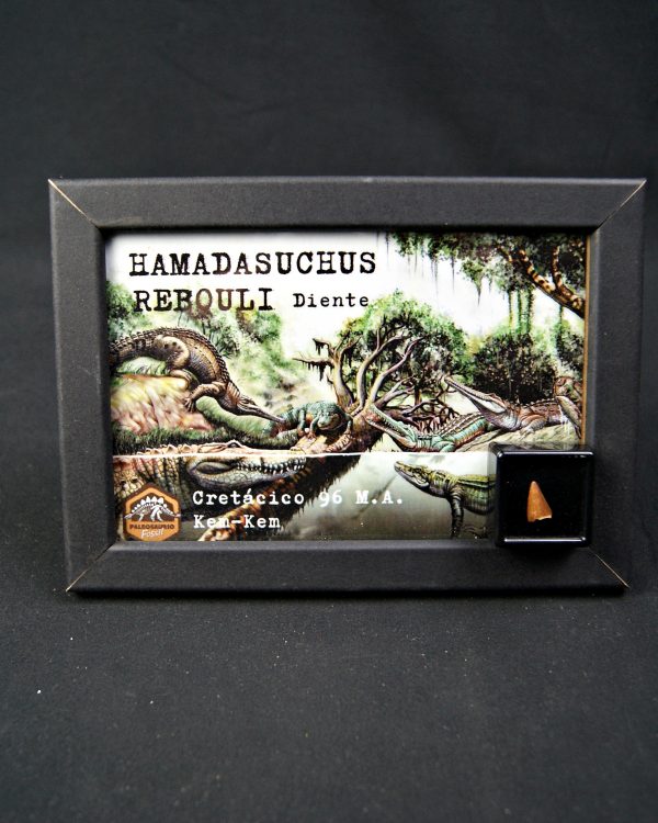 Diente de Hamadasuchus rebouli