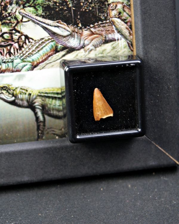 Diente de Hamadasuchus rebouli