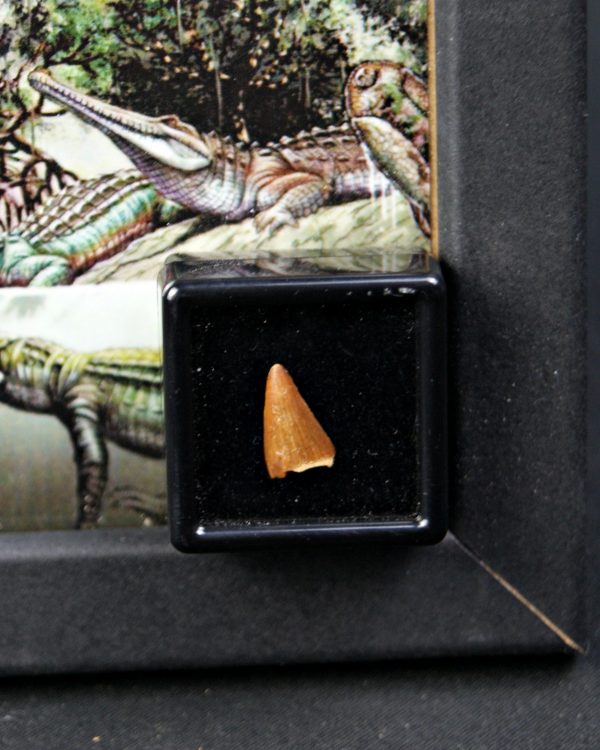 Diente de Hamadasuchus rebouli