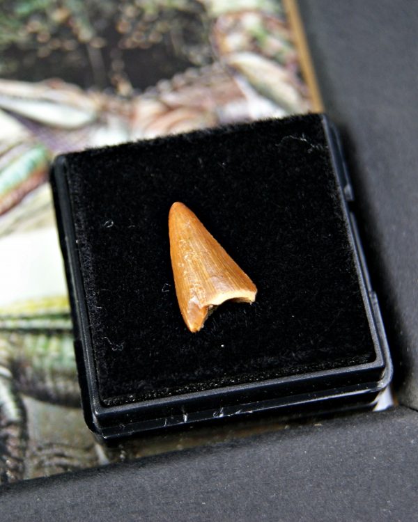 Diente de Hamadasuchus rebouli