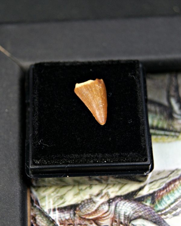 Diente de Hamadasuchus rebouli