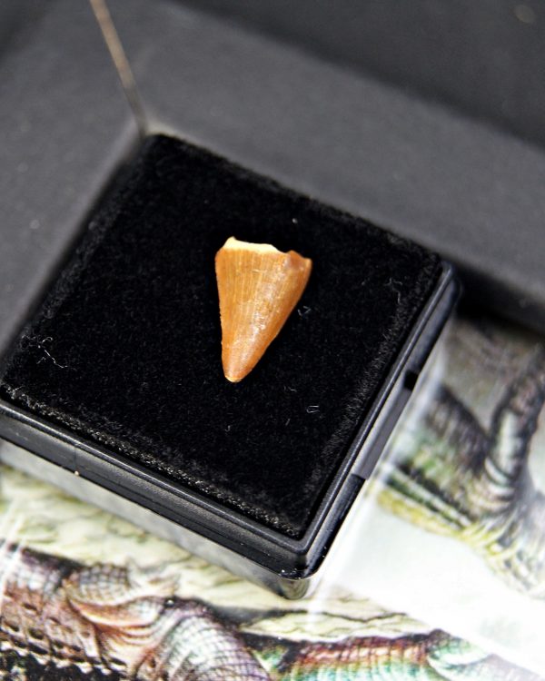 Diente de Hamadasuchus rebouli