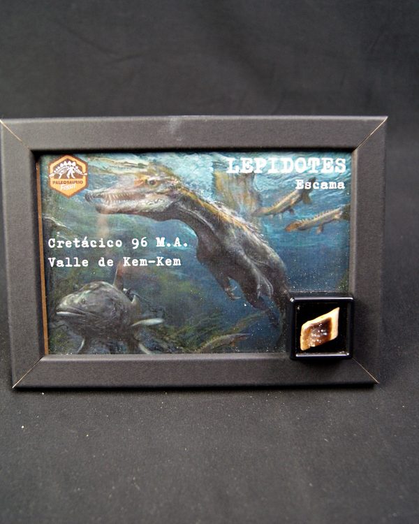 Escama de Lepidotes pawdowski