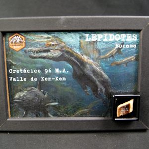 Escama de Lepidotes pawdowski