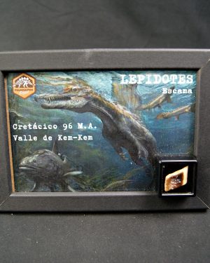 Escama de Lepidotes pawdowski