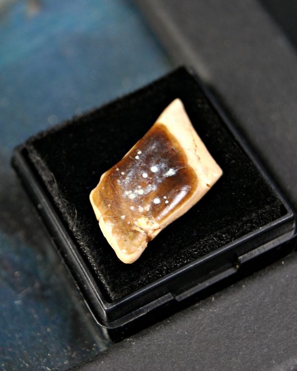 Escama de Lepidotes pawdowski