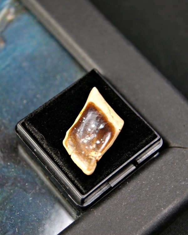 Escama de Lepidotes pawdowski