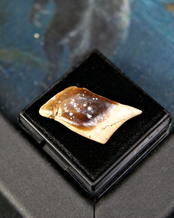 Escama de Lepidotes pawdowski