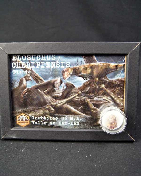 Diente de Elosuchus cherifensis