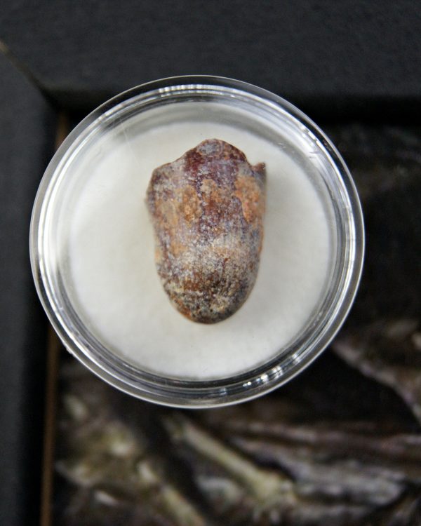 Diente de Elosuchus cherifensis