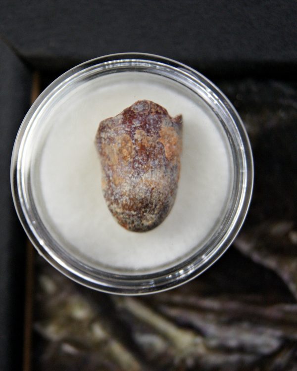 Diente de Elosuchus cherifensis