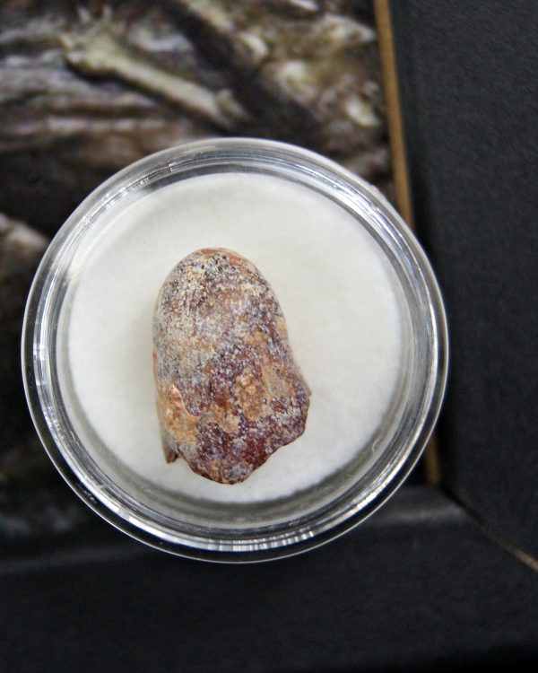 Diente de Elosuchus cherifensis