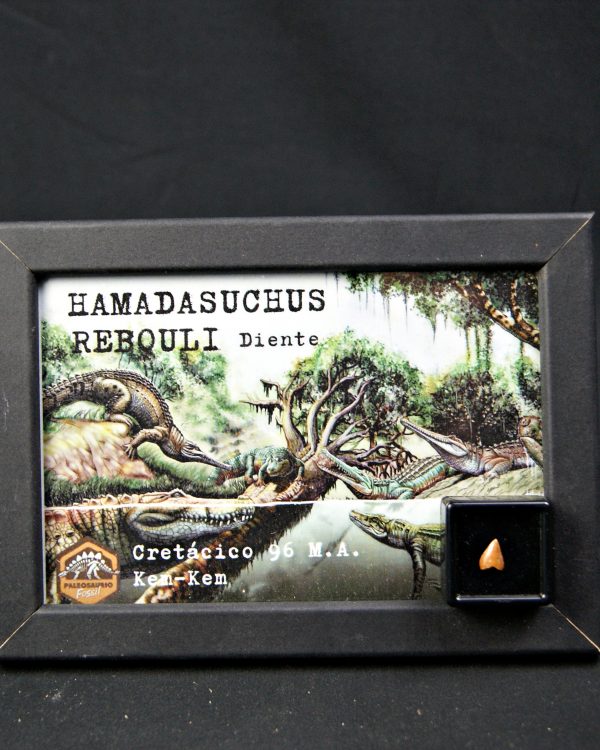 Diente de Hamadasuchus rebouli