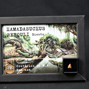 Diente de Hamadasuchus rebouli