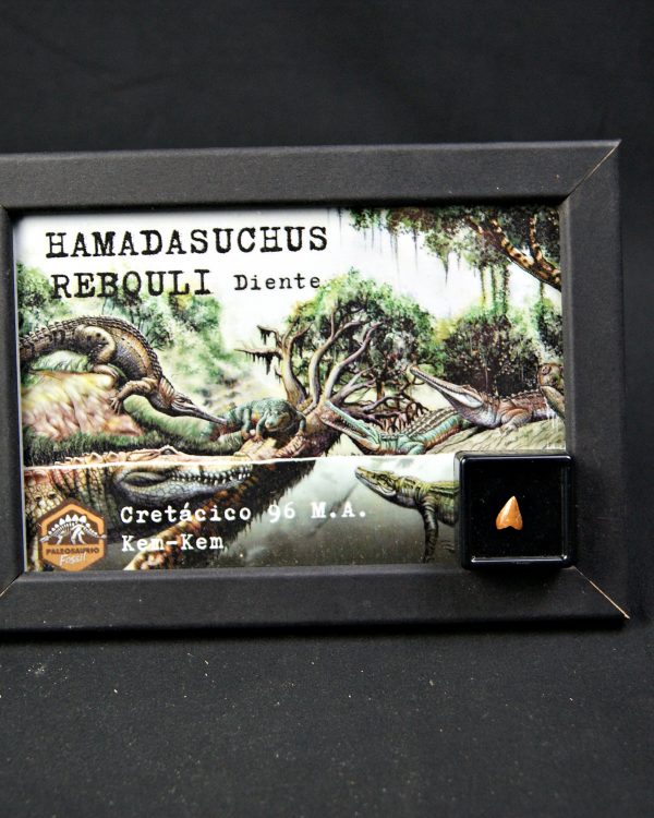 Diente de Hamadasuchus rebouli