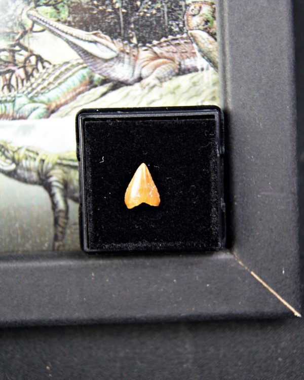 Diente de Hamadasuchus rebouli