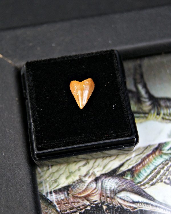 Diente de Hamadasuchus rebouli