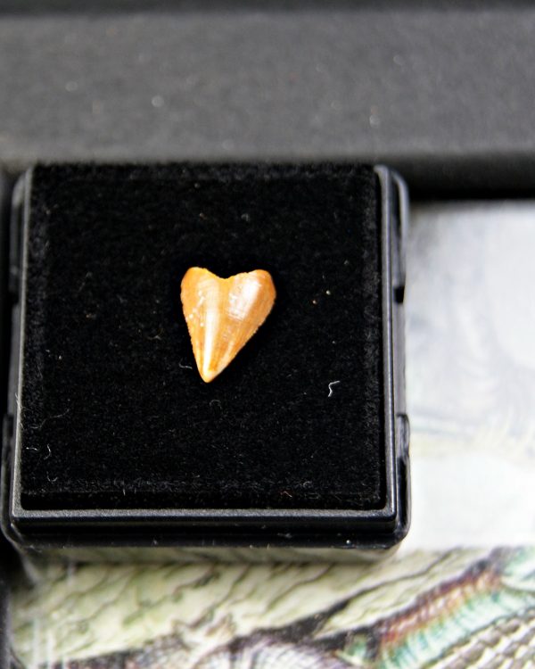 Diente de Hamadasuchus rebouli