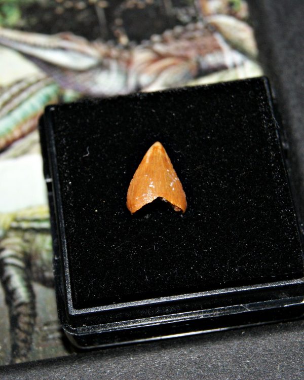 Diente de Hamadasuchus rebouli