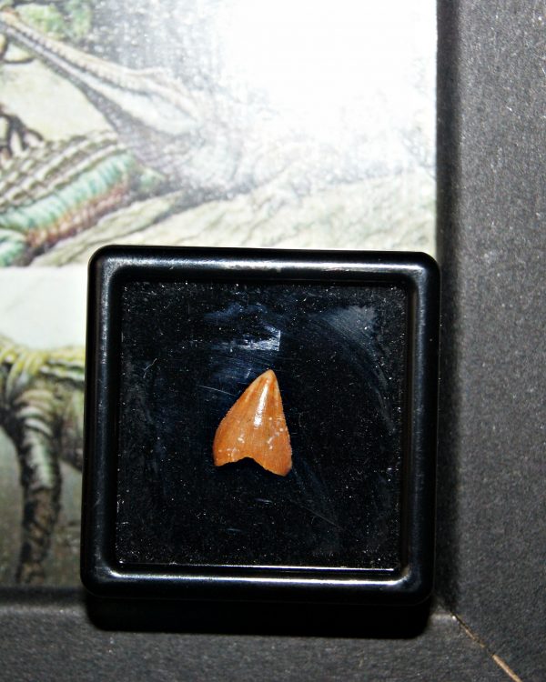 Diente de Hamadasuchus rebouli