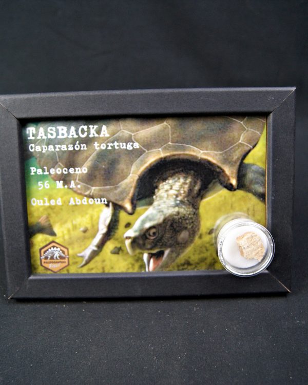 SONY DSC Caparazón de tortuga Tasbacka