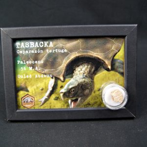 Caparazón de tortuga Tasbacka