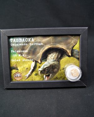 Caparazón de tortuga Tasbacka