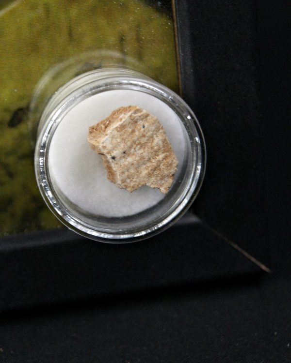 SONY DSC Caparazón de tortuga Tasbacka