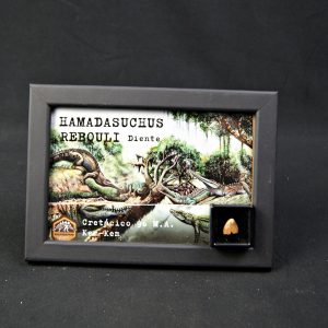 Diente de Hamadasuchus rebouli