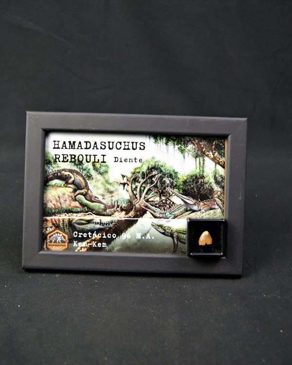 Diente de Hamadasuchus rebouli