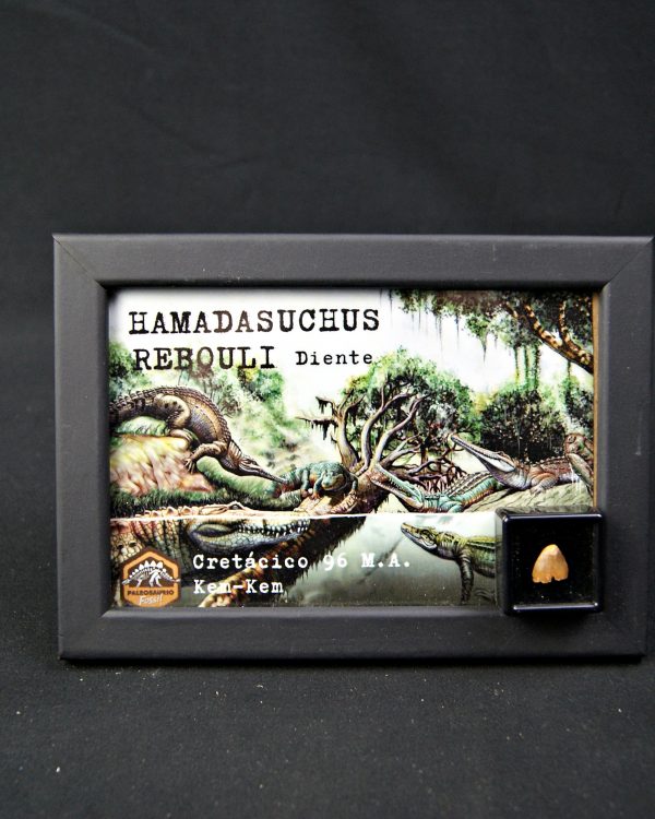 Diente de Hamadasuchus rebouli