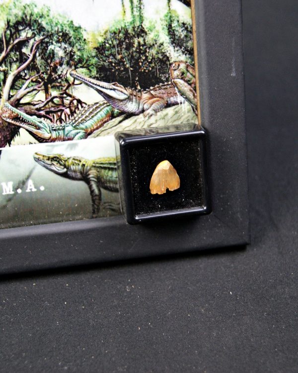 Diente de Hamadasuchus rebouli