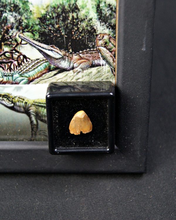 Diente de Hamadasuchus rebouli