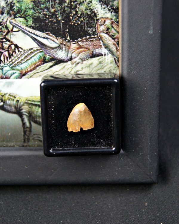 Diente de Hamadasuchus rebouli