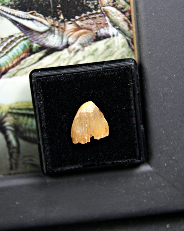 Diente de Hamadasuchus rebouli