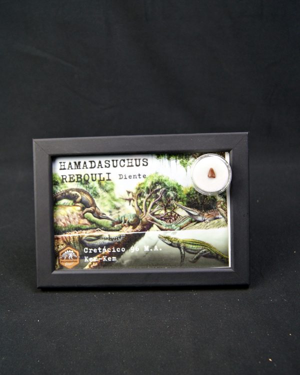 Diente de Hamadasuchus rebouli