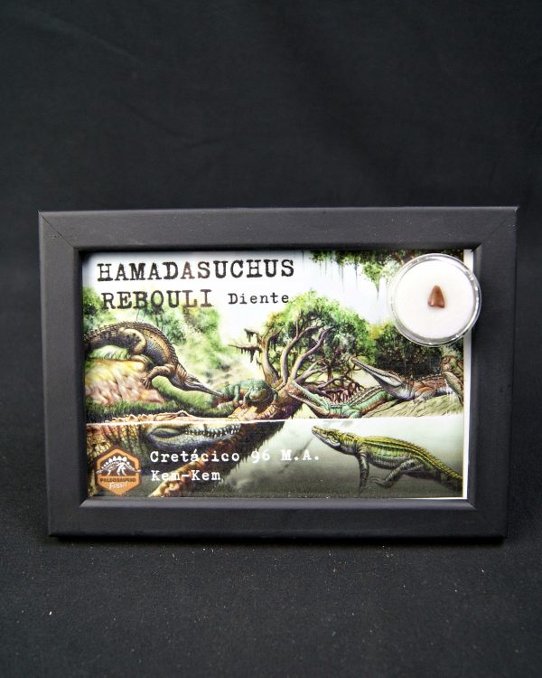 Diente de Hamadasuchus rebouli