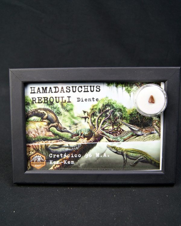 Diente de Hamadasuchus rebouli