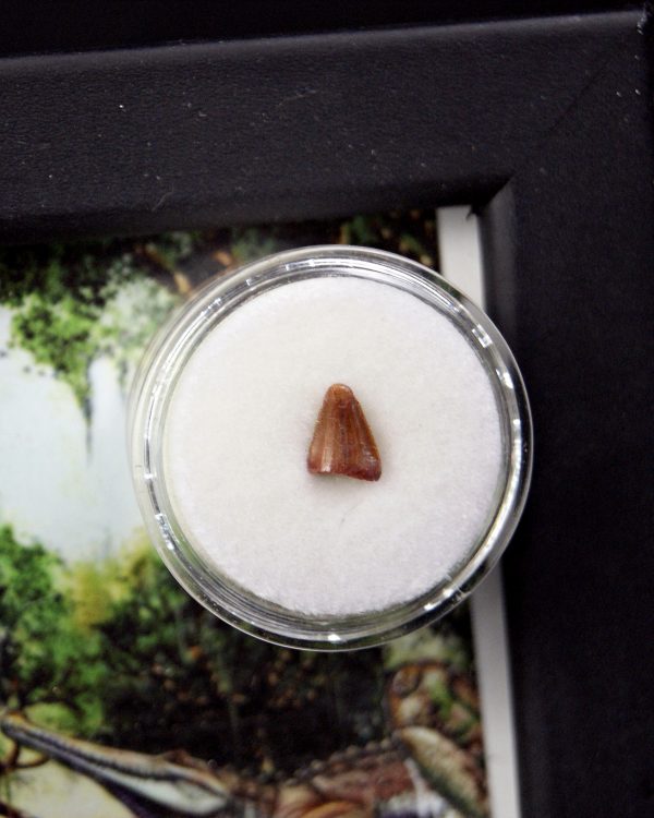 Diente de Hamadasuchus rebouli